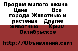 Продам милого ёжика › Цена ­ 10 000 - Все города Животные и растения » Другие животные   . Крым,Октябрьское